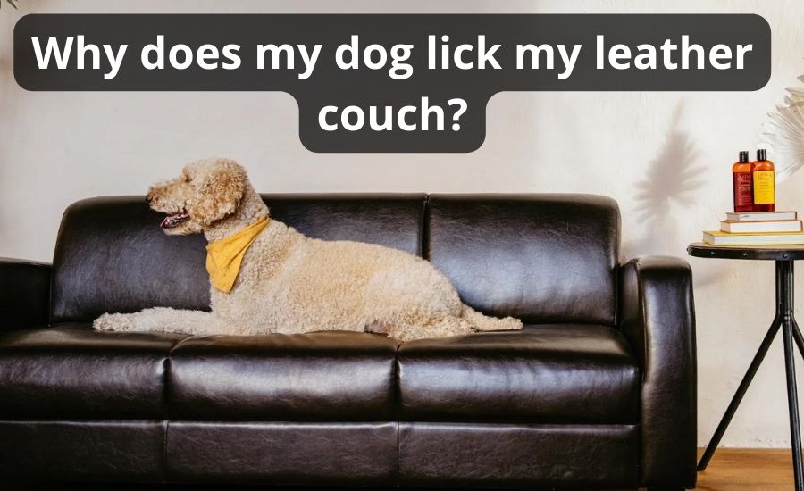 Why Does My Dog Lick My Leather Couch Top 25 Best Causes