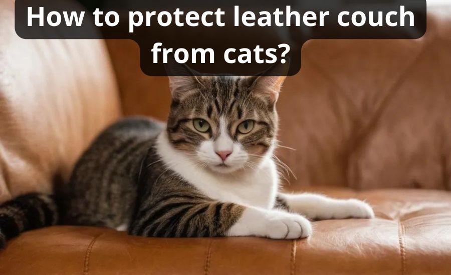 How To Protect Leather Couch From Cats: Top 6 Helpful Tips