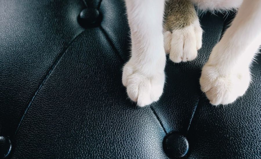 How to protect leather couch from cats 10