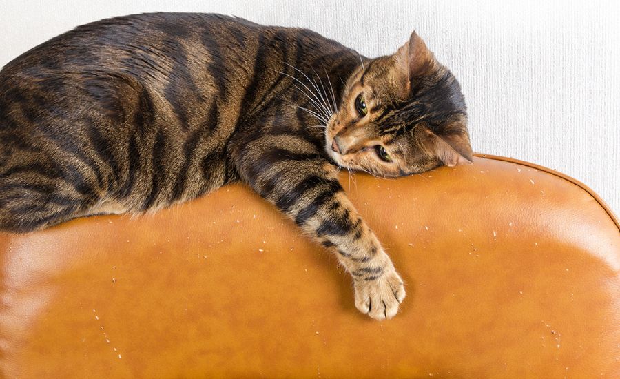 How to protect leather couch from cats 2