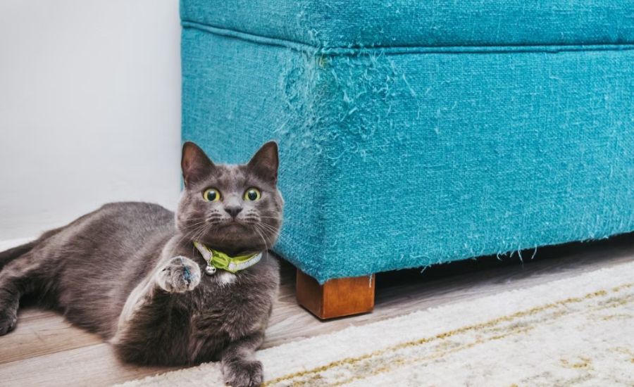 How to protect leather couch from cats 5